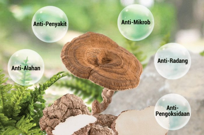 Fresh medicinal mushroom promoting health and wellness.